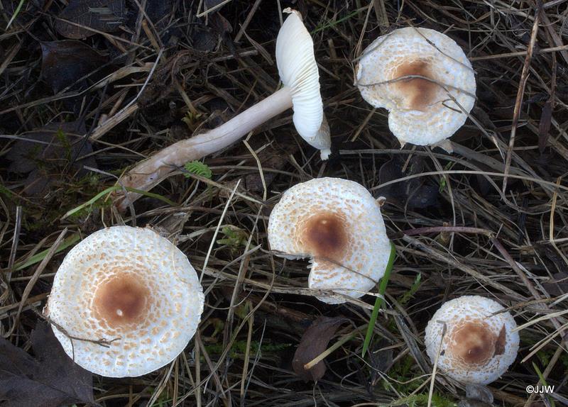 Lepiota cristata